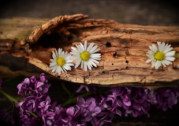 Rich woody and amber elements representing base notes of perfume